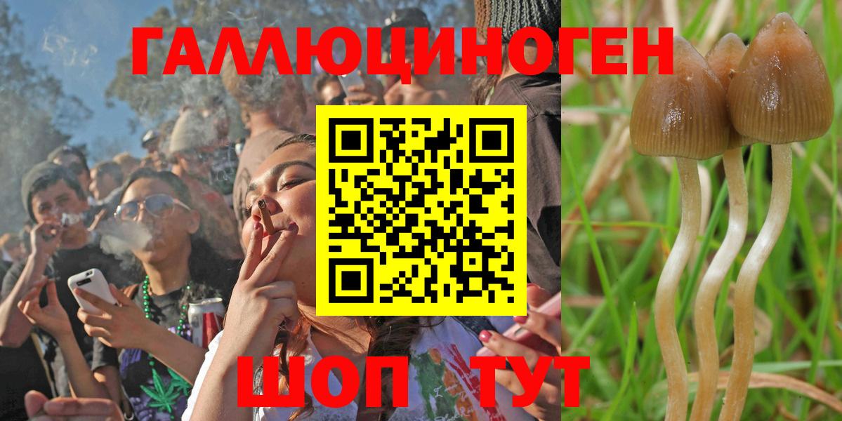 Павловский Посад  Псилоцибиновые грибы Psilocybe  Вход с VPN 